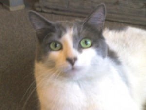 Daisy the Cat of Audrey's Attic in Orrville, Ohio, and namesake for April's Daisy Drawing to win big savings