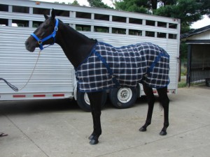 Race Horse Stuff_Blanket