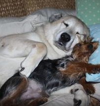 all creatures_dogs cuddling