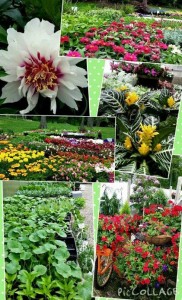 Lafayette Forest Nursery_Collage