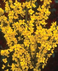 Lafayette Forest Nursery_Forsythia Magical Gold